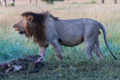 Lion with Cape Buffalo Carcass
