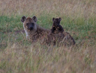 Hyena and Pup