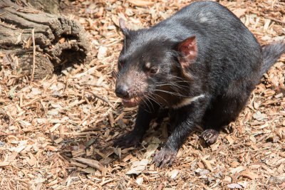 Bonorong Sanctuary