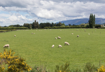 Sheep Country