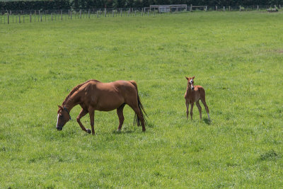 Mare and foal