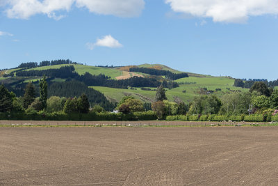 Sheep Country