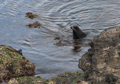 Fur Seal
