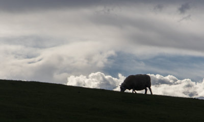 Lone Sheep