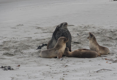 Sea Lions