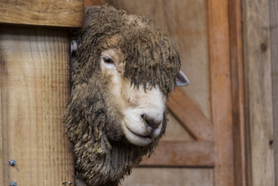 Agrodome