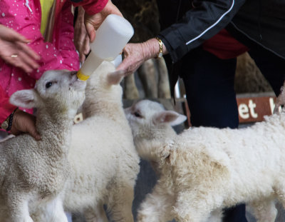 Agrodome