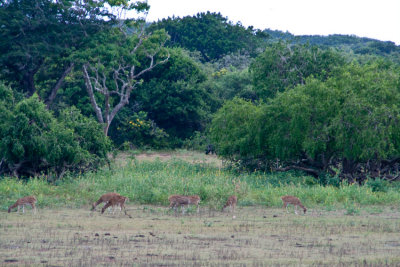 _MG_10008-Yala-NP.jpg