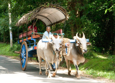 _MG_8799-Dambulla-to-Sigirya.jpg