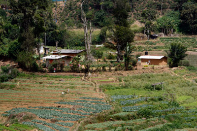 _MG_9605-Nuwara-Eliya-to-Ella.jpg