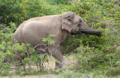 _MG_9890Yala-NP.jpg