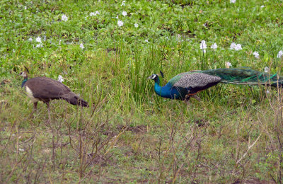 _MG_9918P1040553-Yala-NP.jpg