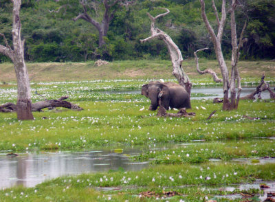 _MG_9920P1040558-Yala-NP.jpg