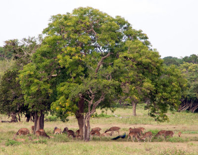 _MG_9942Yala-NP.jpg