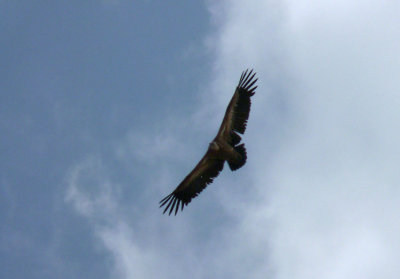 P1040749_1008-Vulture-Gemona.jpg