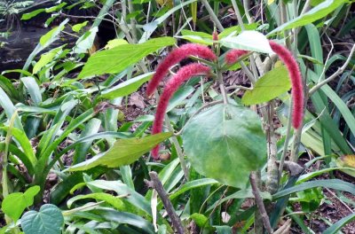 P1050844-Vinales-Botanical-Gardens.jpg