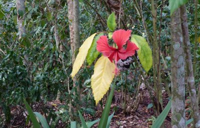 P1050847-Vinales-Gardens.jpg