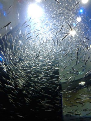 P1060318b-Toronto-Aquarium.jpg