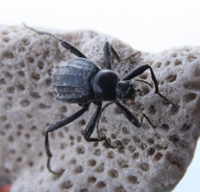beetle1-1.jpg