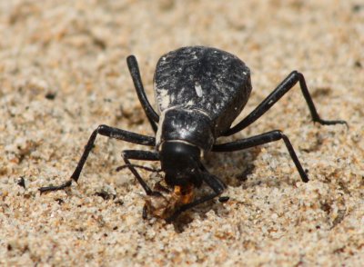 beetle2-1.jpg