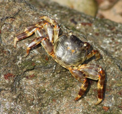 crab2-1.jpg