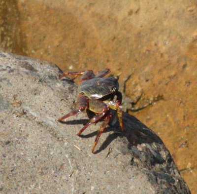 crab3-1.jpg