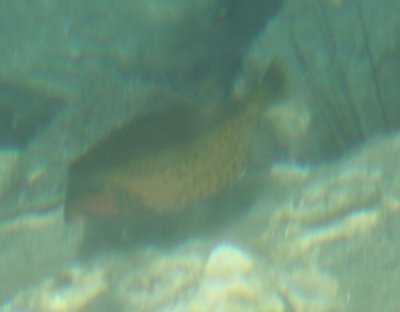 fish10-1.jpg