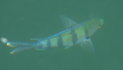 fish15-1.jpg