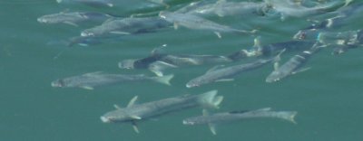 fish17-1.jpg