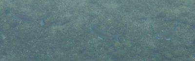 fish2-1.jpg