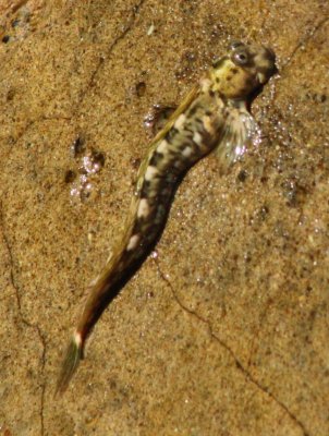 fish21-1.jpg