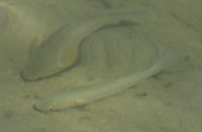 fish5-1.jpg
