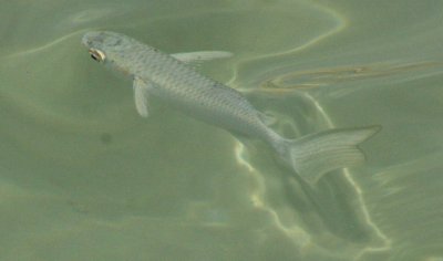 fish6-1.jpg
