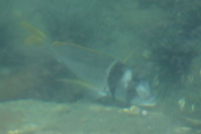 fish9-1.jpg