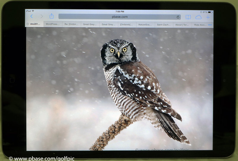 Northern Hawk Owl