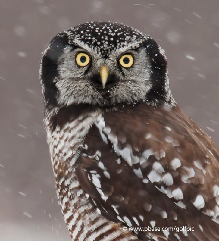 Northern Hawk Owl