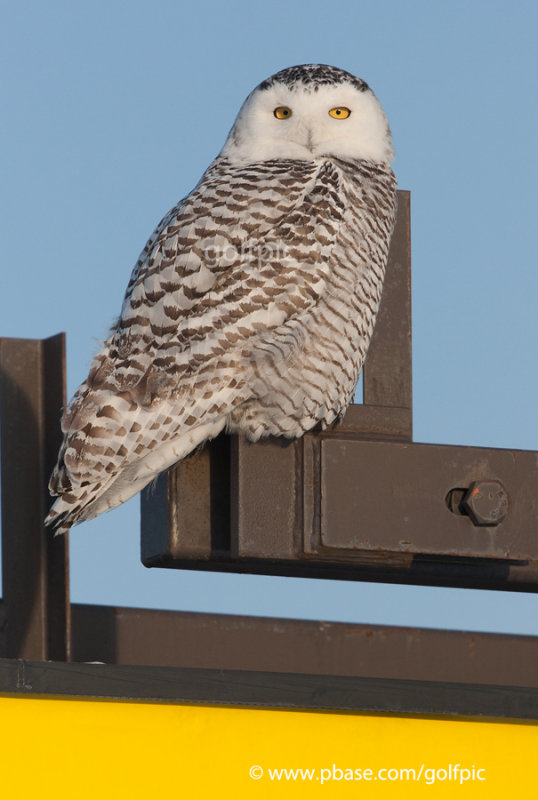 What colour is this?  Snowy Owl lemon yellow