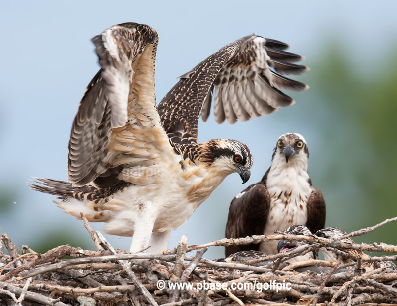 Osprey family