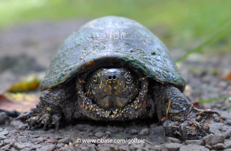 Eastern Musk Turtle (Britannia Conservation area) are rarely seen out of the water