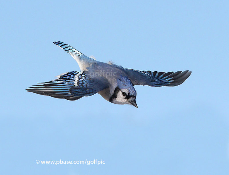 Bluejay in flight 