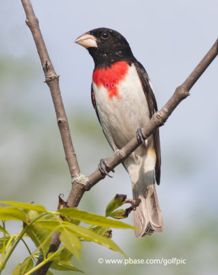 Rose-breasted Grosbeak