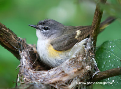 American Redstart nest building