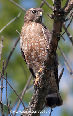 Broad-winged Hawk