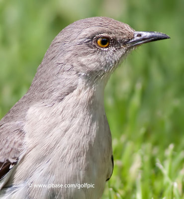 Northern Mockingbird