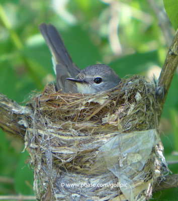 American Redstart (most common victim of parasitic Cowbird)