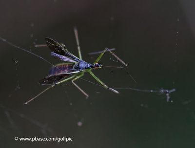 Assassin bug (adult).