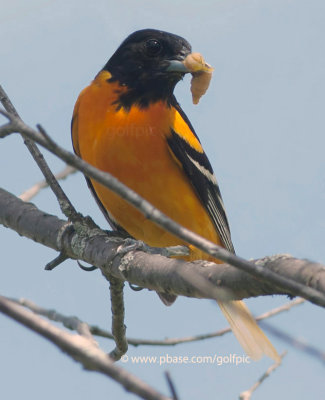 Baltimore Oriole brings food back to nest