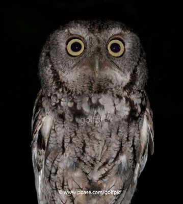 Eastern Screech Owl