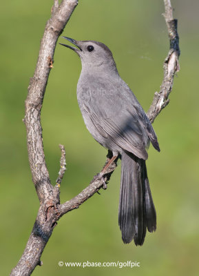 Gray Catbird