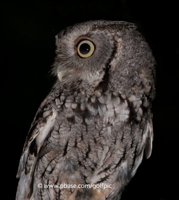 Eastern Screech Owl